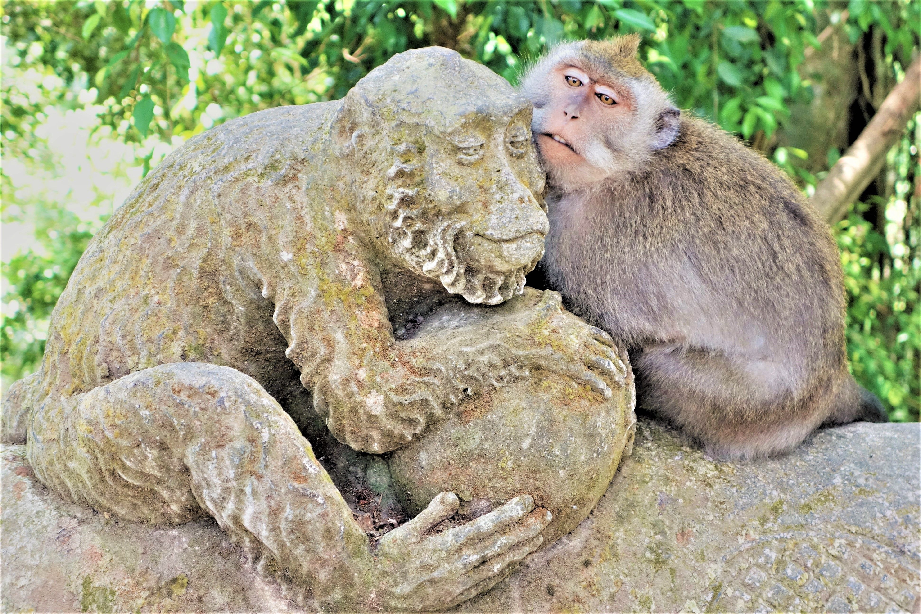 Ubud monkeys